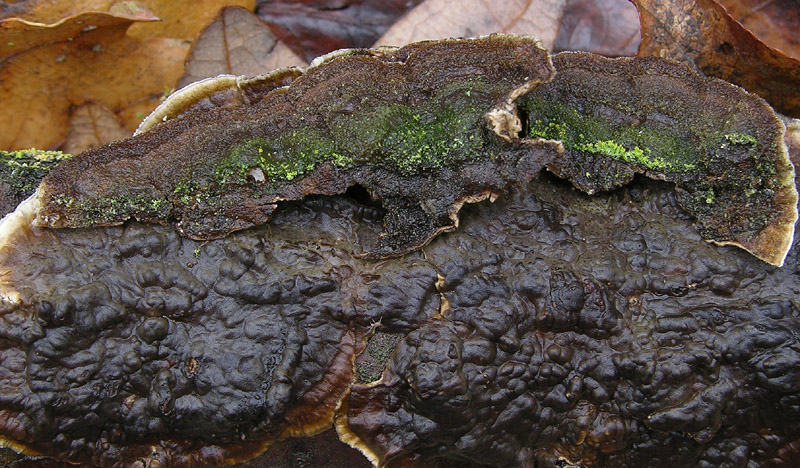 In bosco di Quercus cerris(4). (Lopharia spadicea)